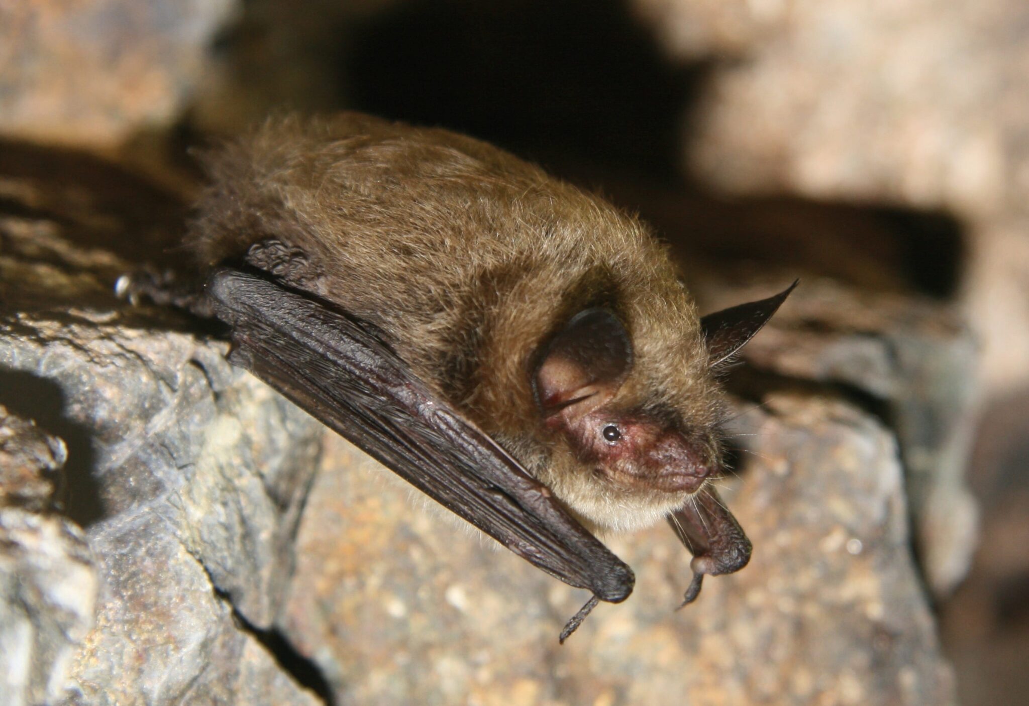 Knee High Nature Bats