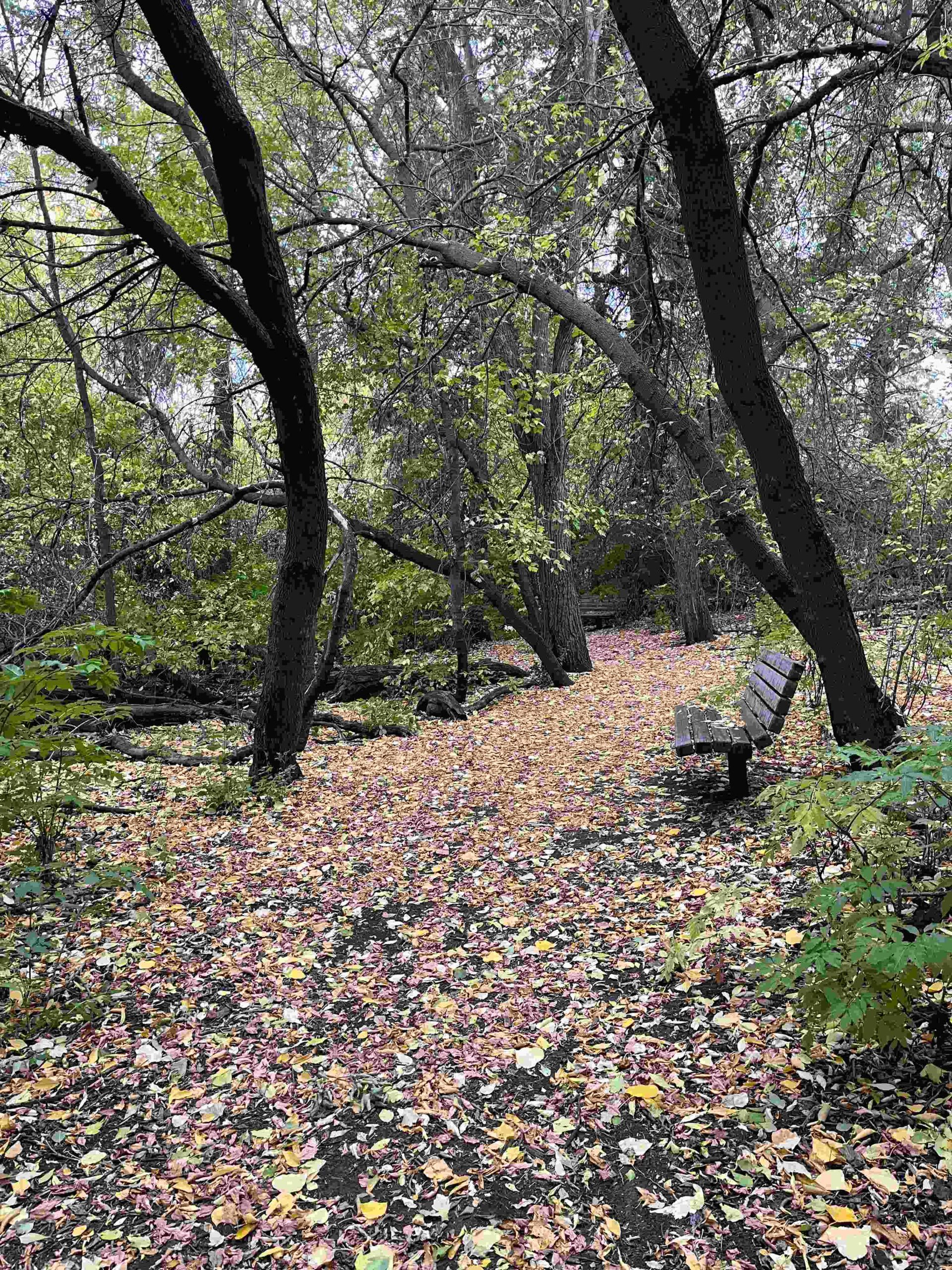 Knee High Nature Trees
